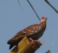/album/photogallery/specled-pigeon-at-easy-time-jpg/